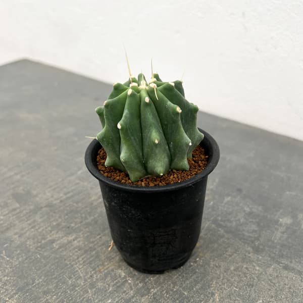 サボテン：フェロカクタス　刺無王冠竜　3号鉢植え