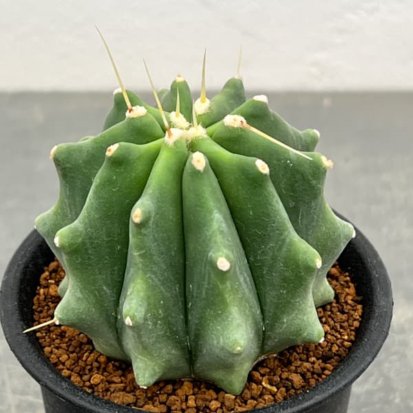 サボテン：フェロカクタス　刺無王冠竜　3号鉢植え