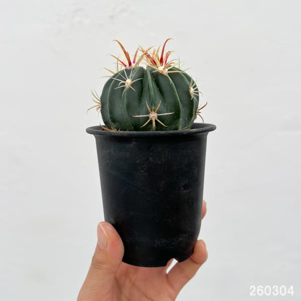 サボテン:日の出丸 3号鉢植え