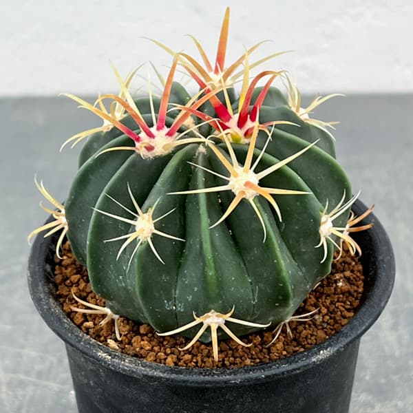 サボテン:日の出丸 3号鉢植え