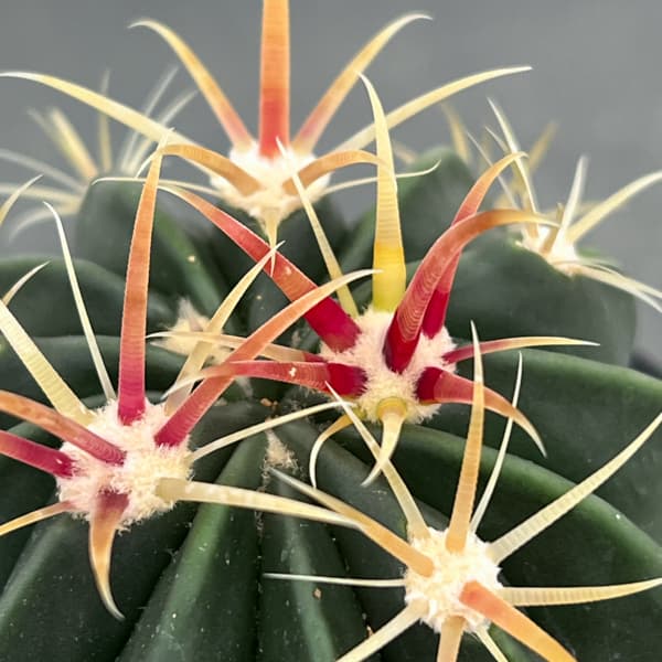 サボテン:日の出丸 3号鉢植え