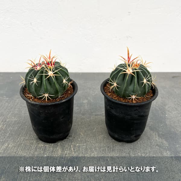 サボテン:日の出丸 3号鉢植え