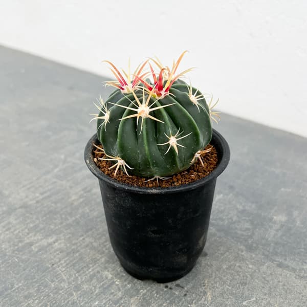 サボテン:日の出丸 3号鉢植え