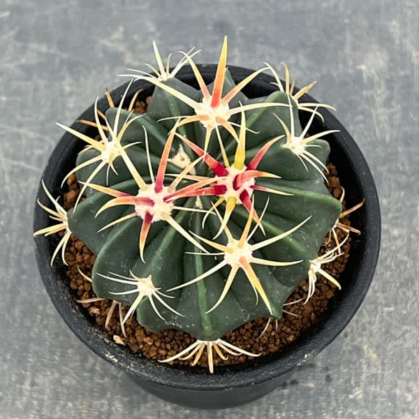 サボテン:日の出丸 3号鉢植え