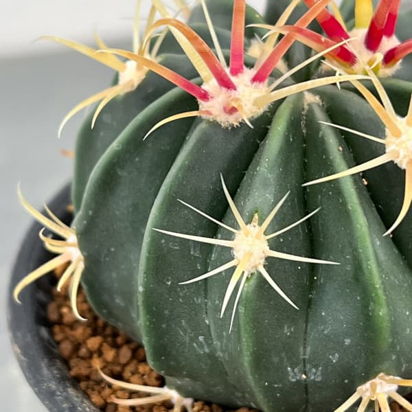 サボテン:日の出丸 3号鉢植え