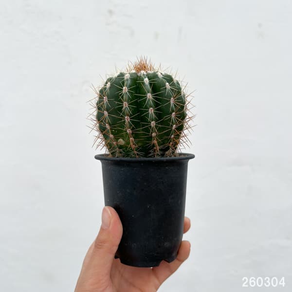 サボテン：ディスコカクタス　ホルスティ　3号鉢植え