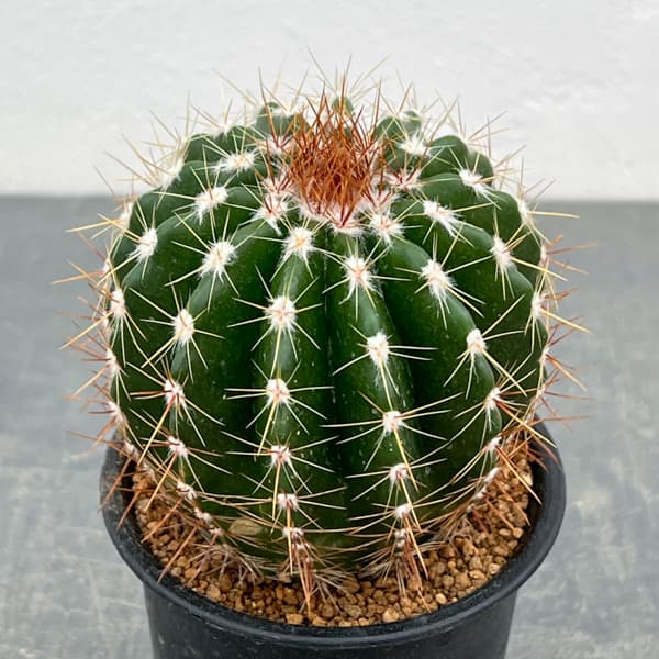 サボテン：ディスコカクタス　ホルスティ　3号鉢植え