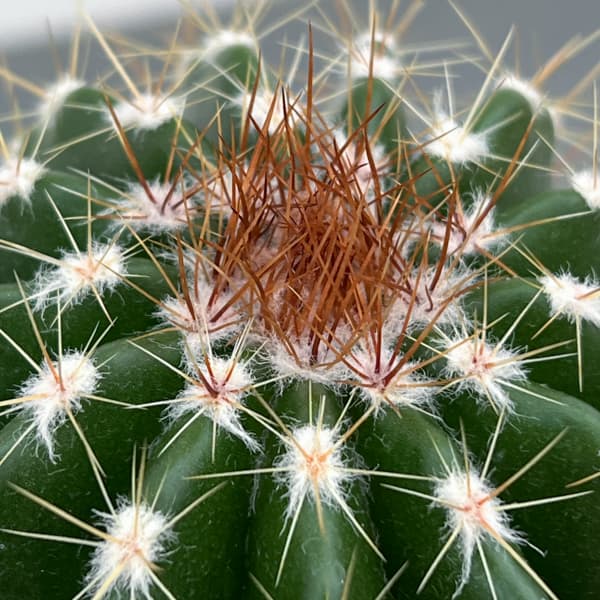 サボテン：ディスコカクタス　ホルスティ　3号鉢植え