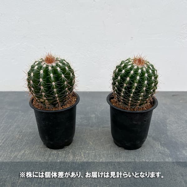 サボテン：ディスコカクタス　ホルスティ　3号鉢植え