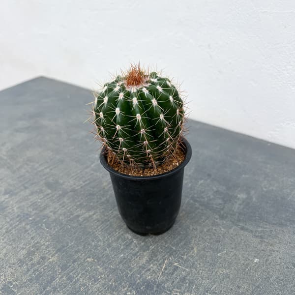 サボテン：ディスコカクタス　ホルスティ　3号鉢植え