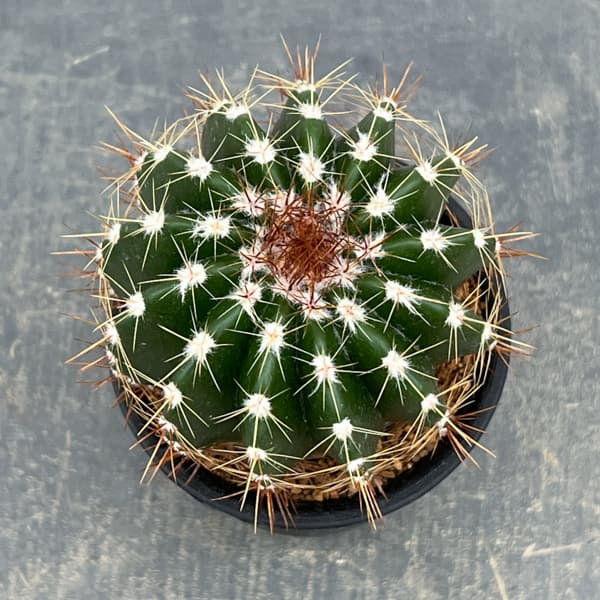 サボテン：ディスコカクタス　ホルスティ　3号鉢植え