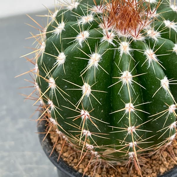 サボテン：ディスコカクタス　ホルスティ　3号鉢植え