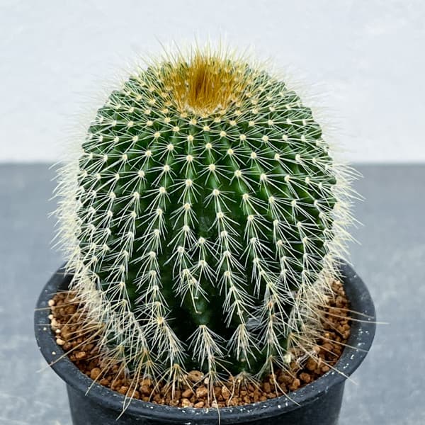 サボテン：ワラシー　3号鉢植え