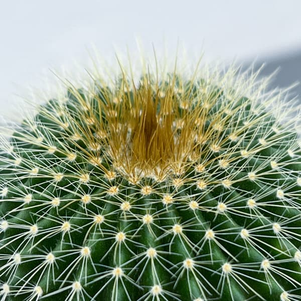 サボテン：ワラシー　3号鉢植え