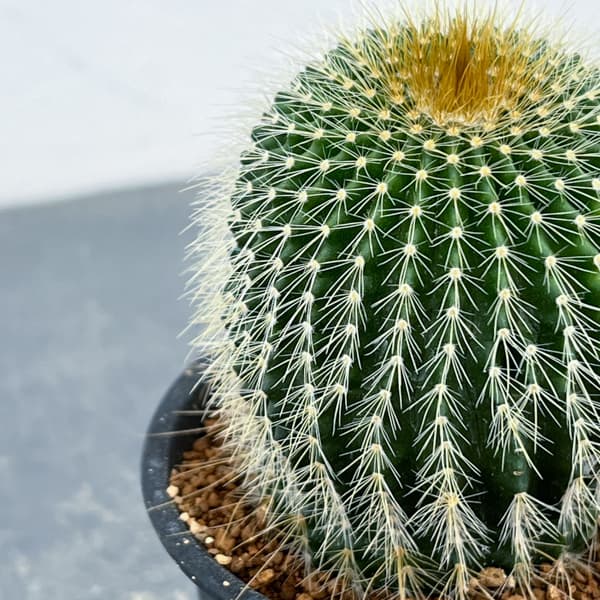 サボテン：ワラシー　3号鉢植え