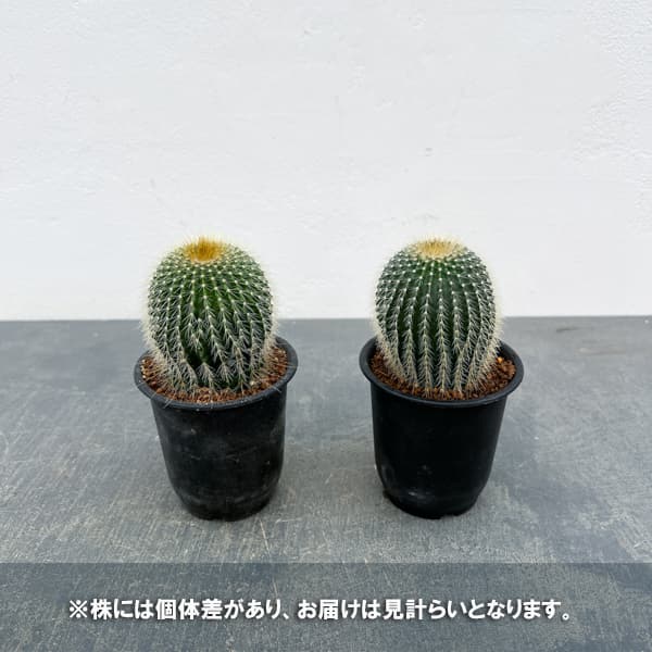 サボテン：ワラシー　3号鉢植え