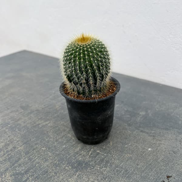 サボテン：ワラシー　3号鉢植え