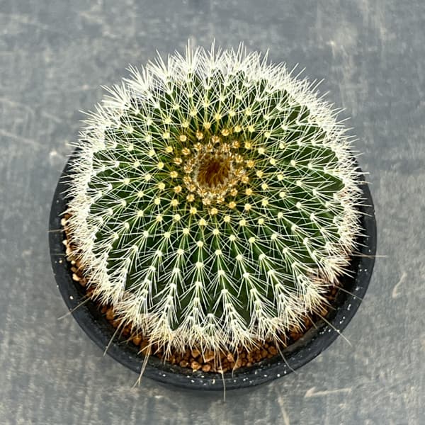 サボテン：ワラシー　3号鉢植え