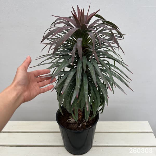 ユッカ：デスメティアーナ 7号鉢植え26-02