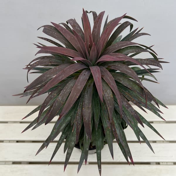 ユッカ：デスメティアーナ 7号鉢植え26-02