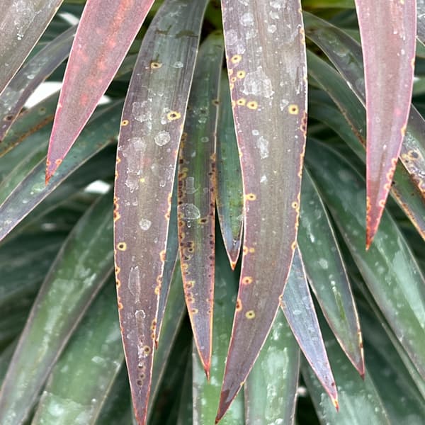 ユッカ：デスメティアーナ 7号鉢植え26-02