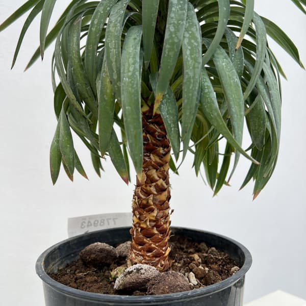 ユッカ：デスメティアーナ 7号鉢植え26-02