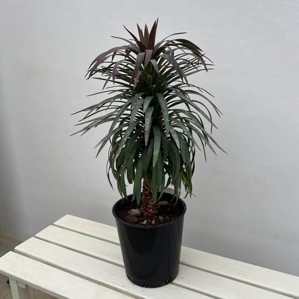 ユッカ：デスメティアーナ 7号鉢植え26-02