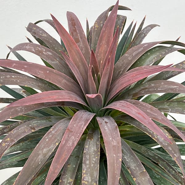 ユッカ：デスメティアーナ 7号鉢植え26-02