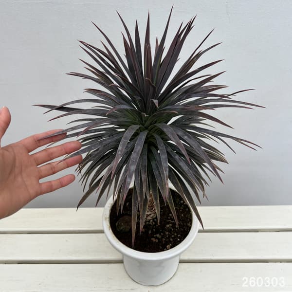 ユッカ：デスメティアーナ 7号鉢植え26-03