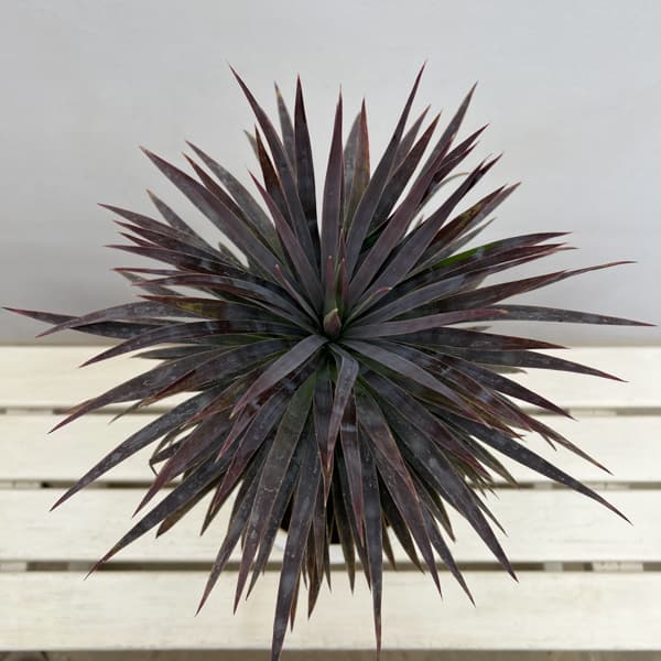 ユッカ：デスメティアーナ 7号鉢植え26-03