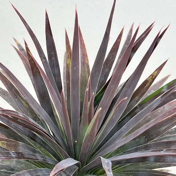 ユッカ：デスメティアーナ 7号鉢植え26-03