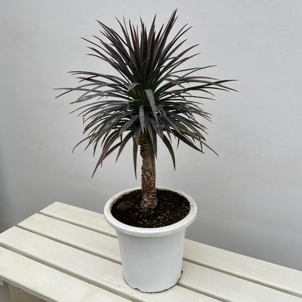 ユッカ：デスメティアーナ 7号鉢植え26-03