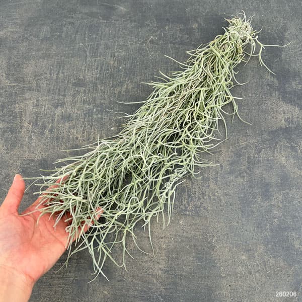 チランジア：ウスネオイデス（スパニッシュモス）長さ約50cm