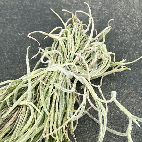 チランジア：ウスネオイデス（スパニッシュモス）長さ約50cm