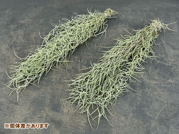 チランジア：ウスネオイデス（スパニッシュモス）長さ約50cm