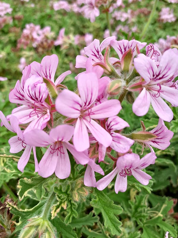 ニオイゼラニウム：ロバースレモンローズゼラニウム3号ポット