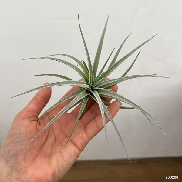 チランジア：ポーリアナ*