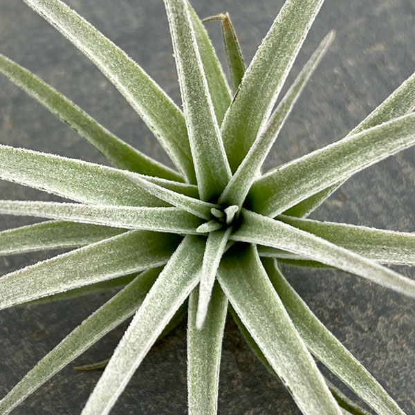 チランジア：ポーリアナ*