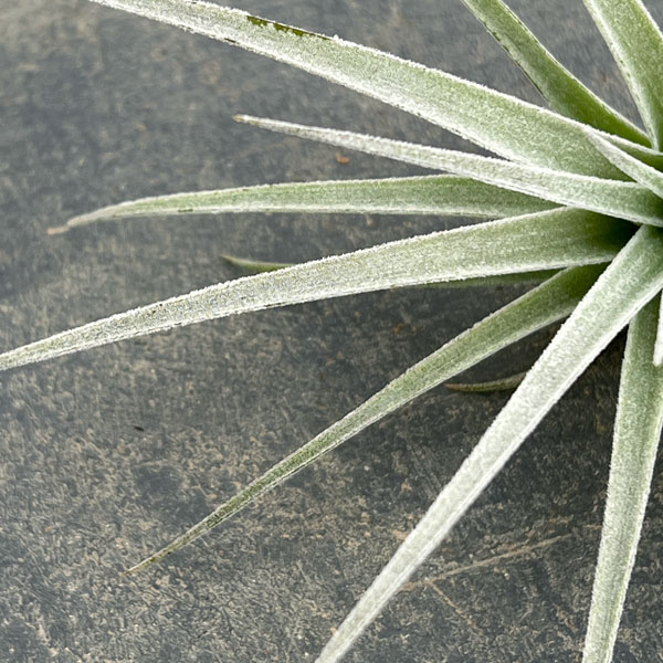 チランジア：ポーリアナ*