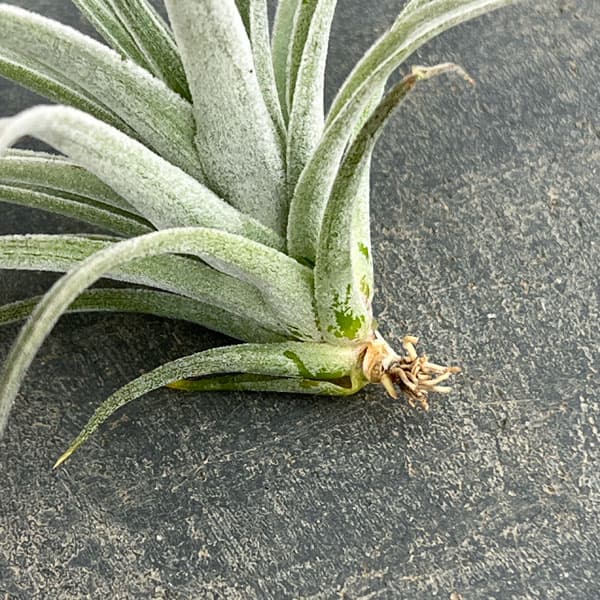 チランジア：ポーリアナ*