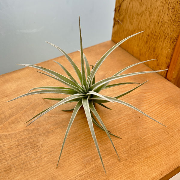 チランジア：ポーリアナ*