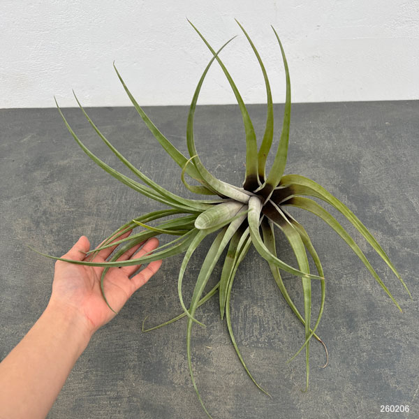 チランジア：フレクスオーサ