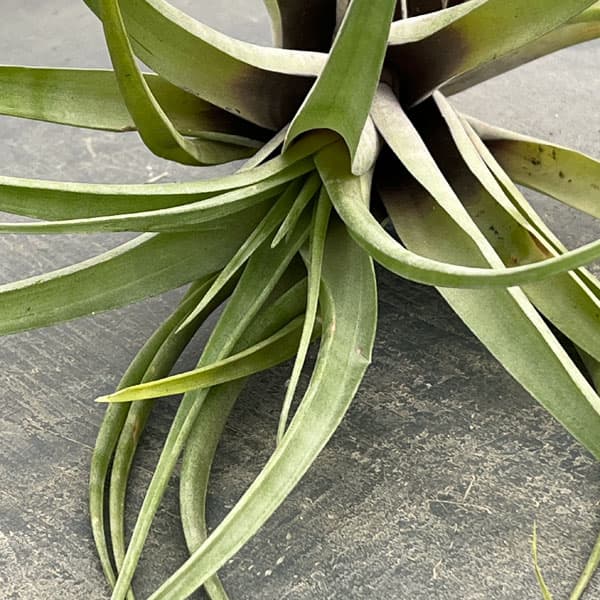 チランジア：フレクスオーサ