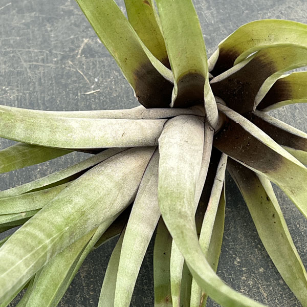 チランジア：フレクスオーサ