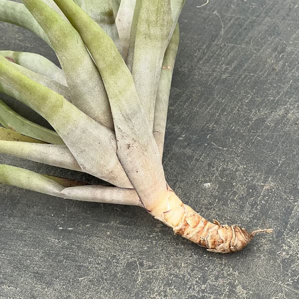 チランジア：フレクスオーサ