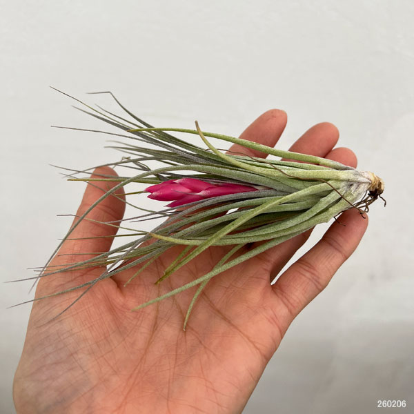 チランジア：コットンキャンディ Lサイズ