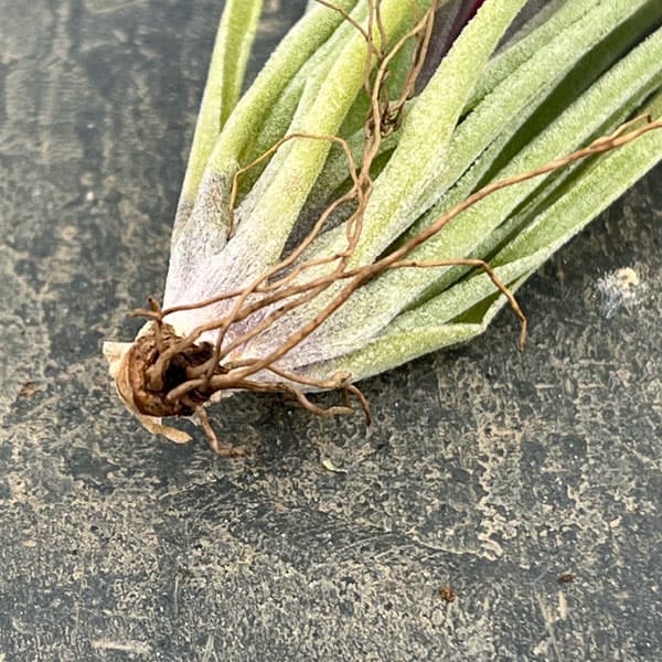 チランジア：コットンキャンディ Lサイズ