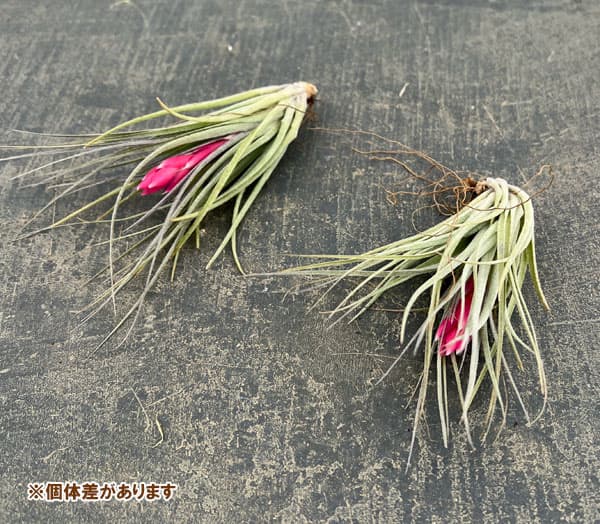 チランジア：コットンキャンディ Lサイズ