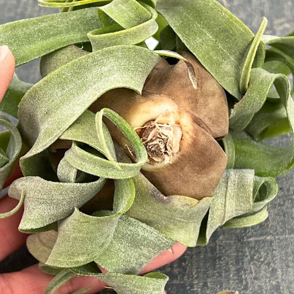 チランジア：ストレプトフィラ 直径約12cm