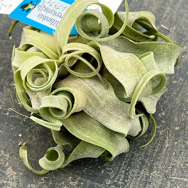 チランジア：ストレプトフィラ 直径約12cm